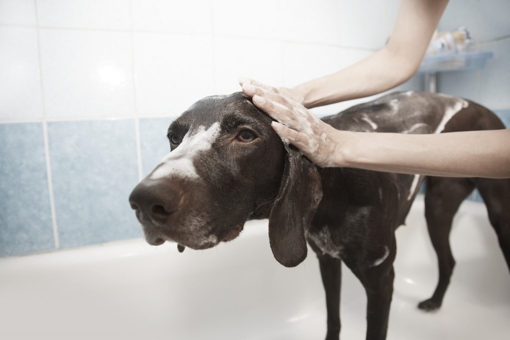 cachorro em apartamento higiene